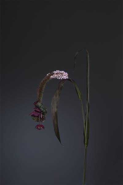 Fabel III -Typhaceae - Dunkjevlefamilien, 2018 av Kristin Jacobsen