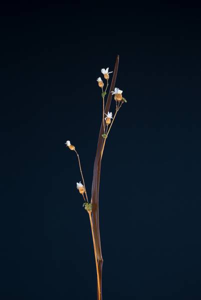 Fabel IV - Onagraceae - Nattlysfamilien, 2018 av Kristin Jacobsen