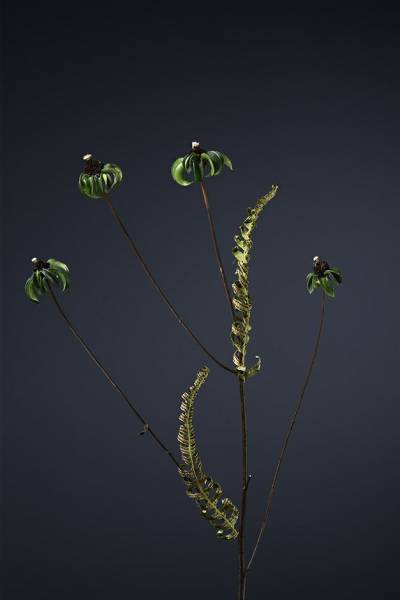Fabel VI -Globulariaceae Kuleblomstfamilien, 2018 av Kristin Jacobsen